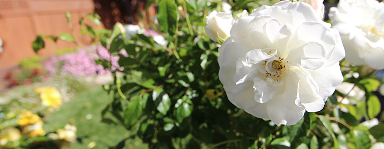 Close-up of blooming white rose in sunny garden