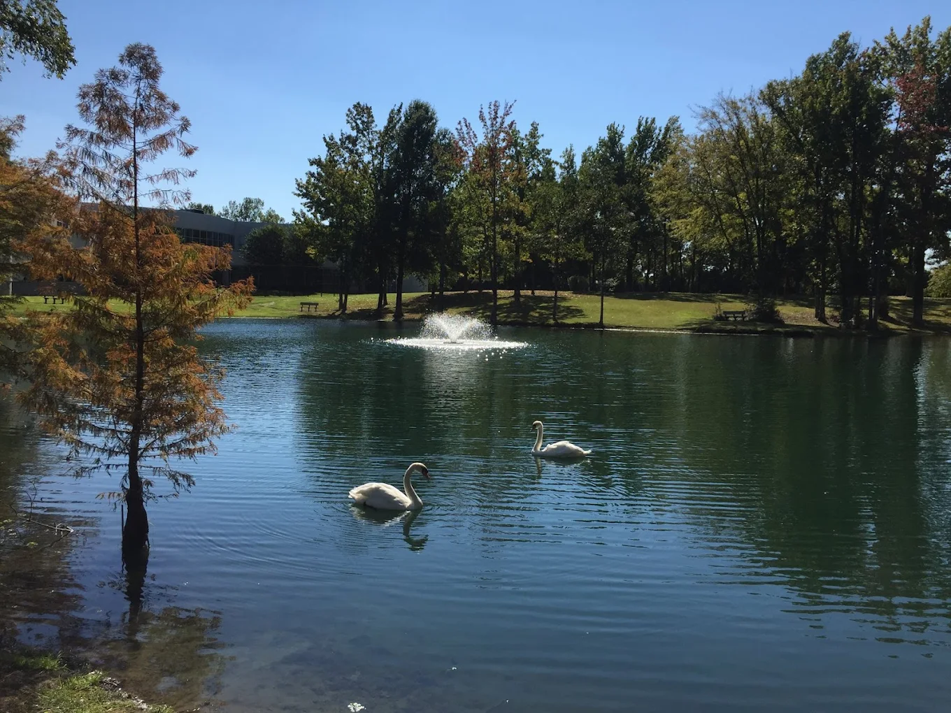 Peaceful pond with swans and fountain on campus