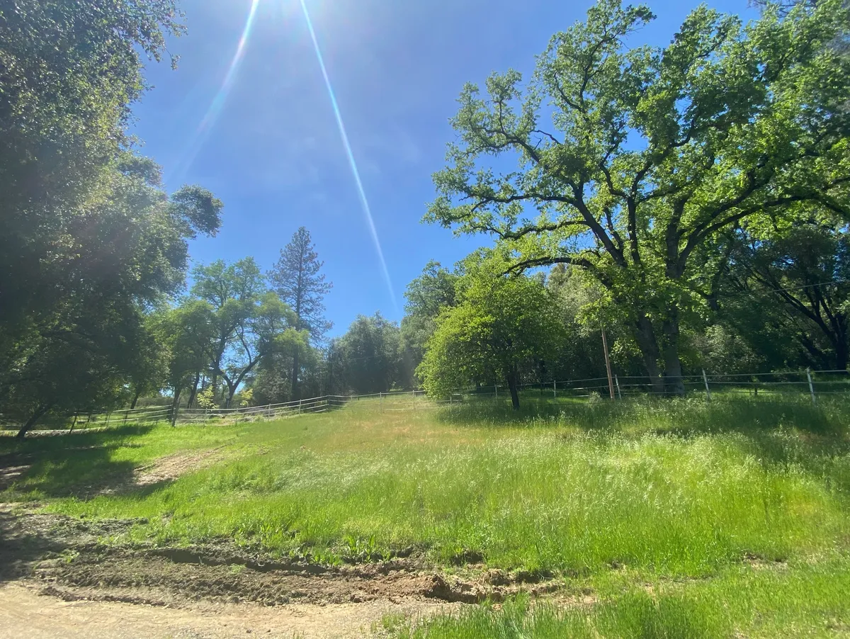 Small barn structure among tall trees on dry ground