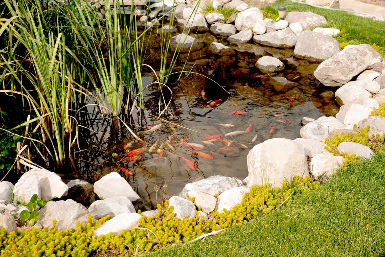 Outdoor koi pond surrounded by rocks and garden plants.