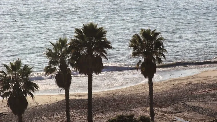 Ocean view with palm trees and sandy shoreline