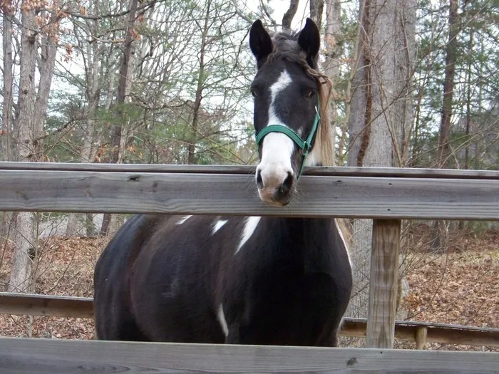 Black and white horse standing behind a wooden fence