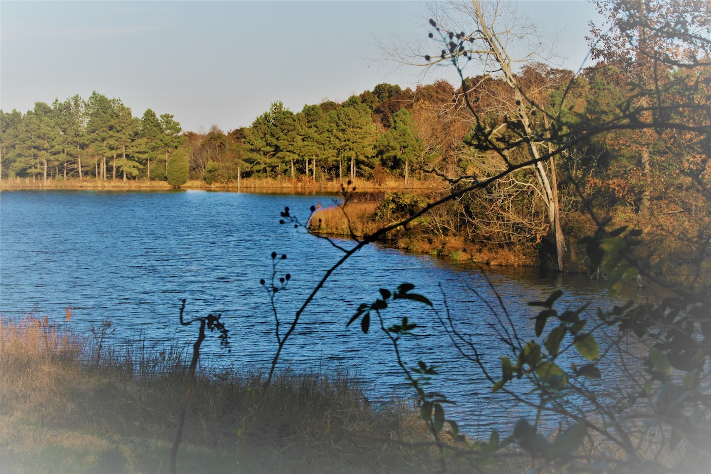 Calm pond surrounded by trees in autumn colors