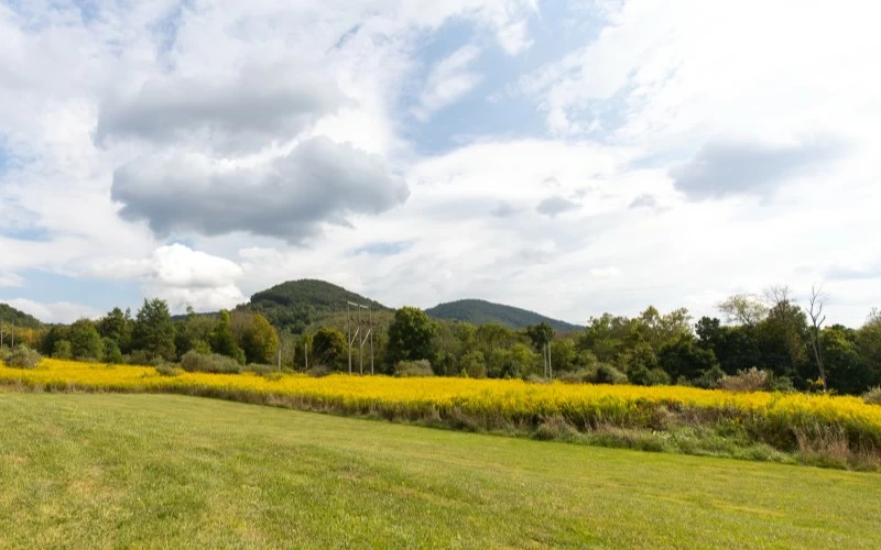 Grassy field and yellow flowers with mountains in the distance