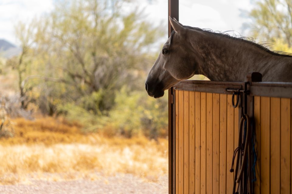 Horse looking out from a stable toward the desert landscape