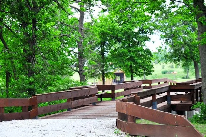 Wooden walkway through lush green trees