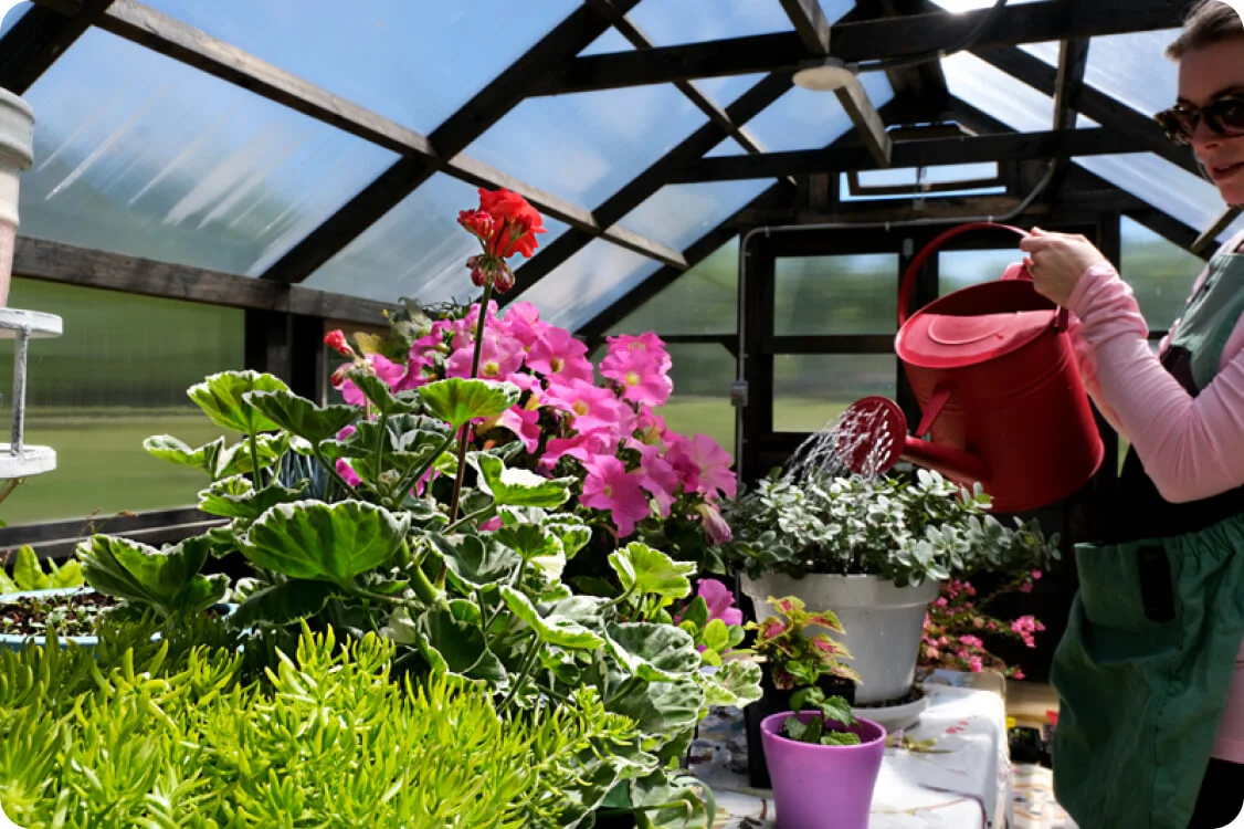 Woman watering plants in sunlit space