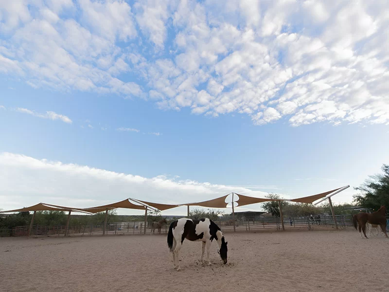 Horses in a shaded paddock beneath a wide desert sky