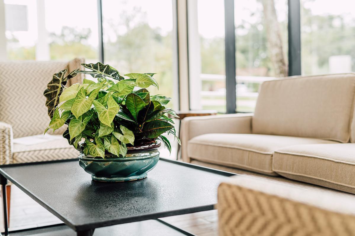 Potted plant on coffee table in bright lounge area
