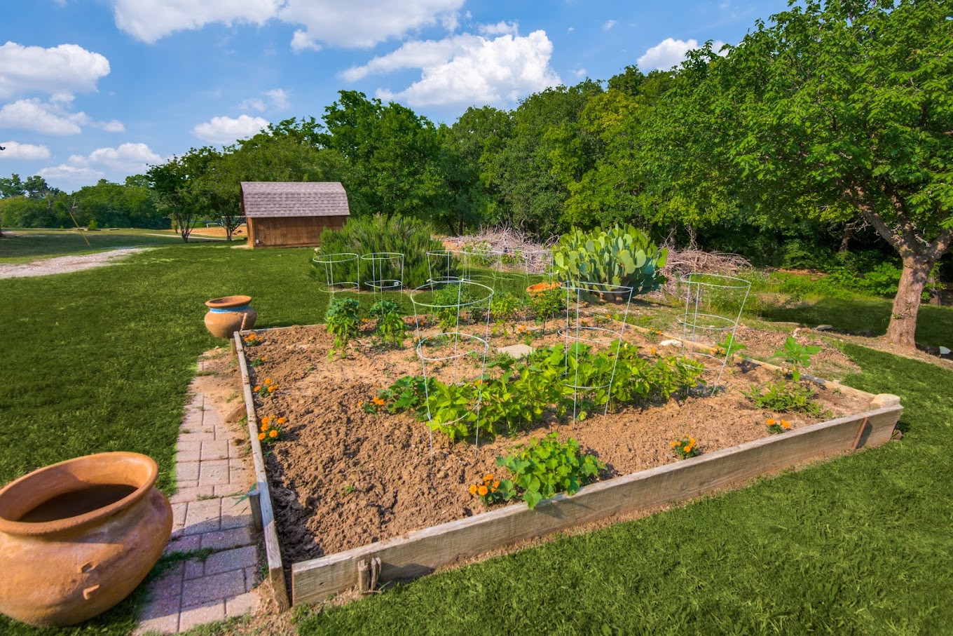 Raised garden bed with young plants, surrounded by greenery