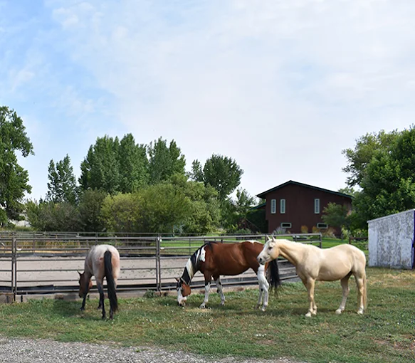 Horses grazing in fenced pasture area