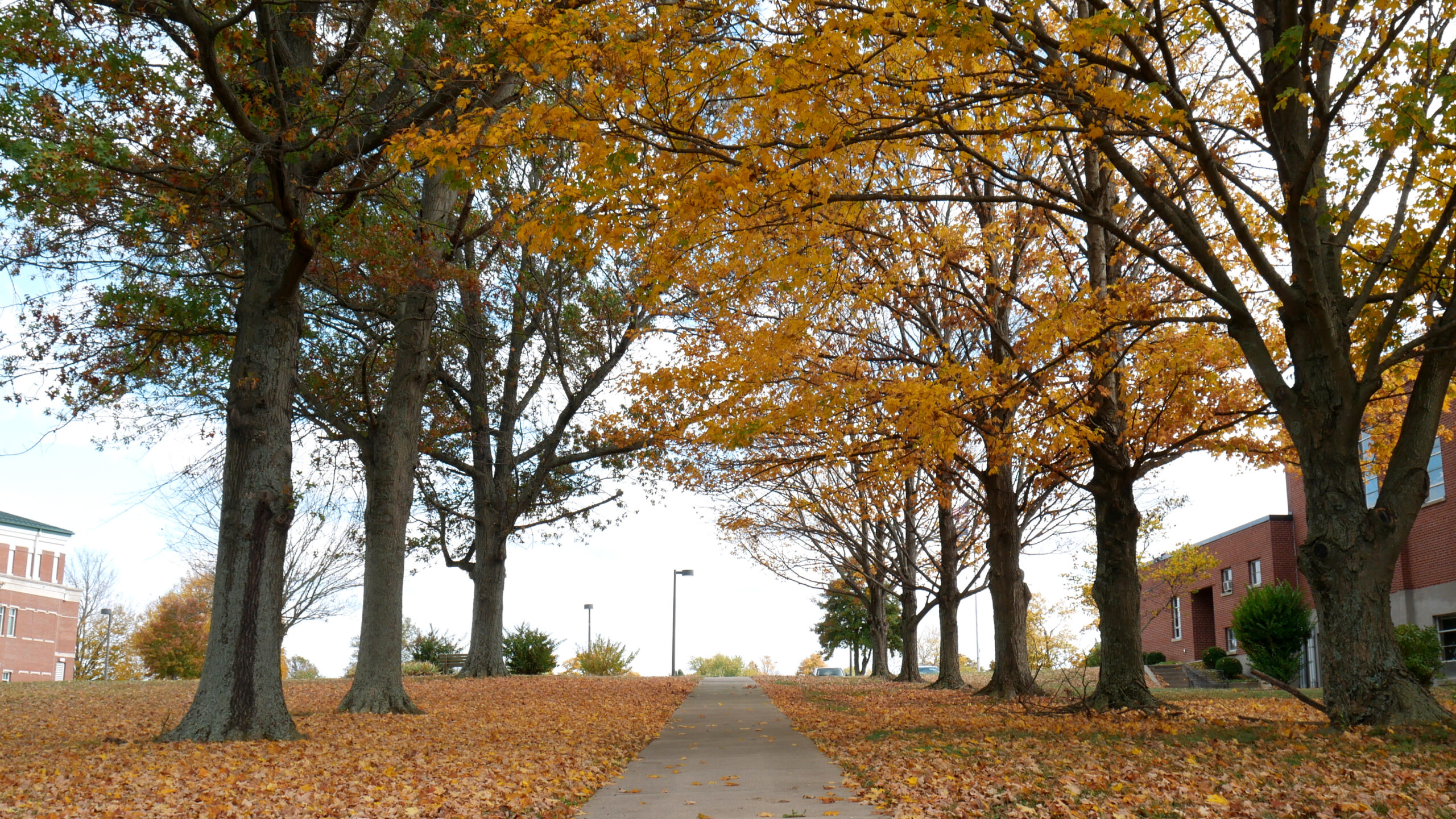  Leaf-covered sidewalk under autumn trees on campus