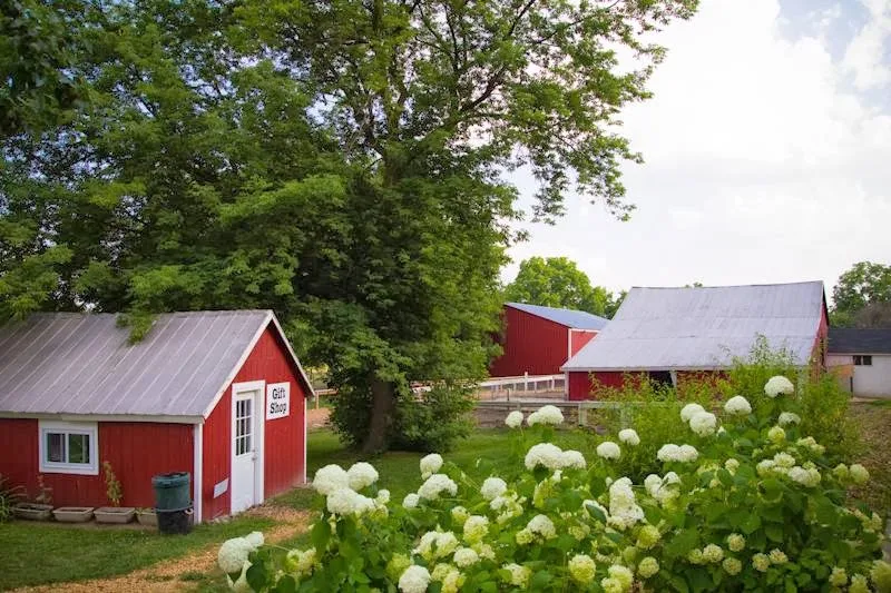 Red farm buildings surrounded by trees and white flowers