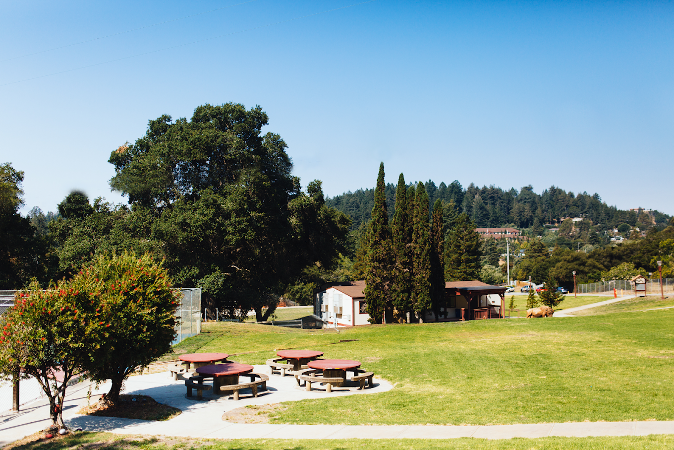 Outdoor picnic tables on lawn near trees and cabins