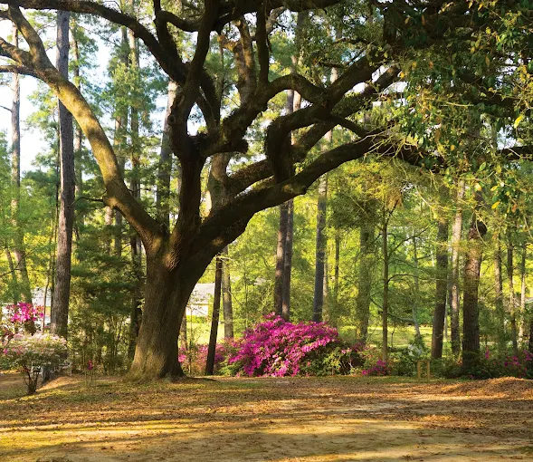 Scenic garden with trees and blooming azaleas