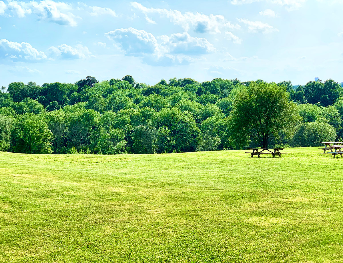 Open grassy field with picnic tables and trees under a bright sky.