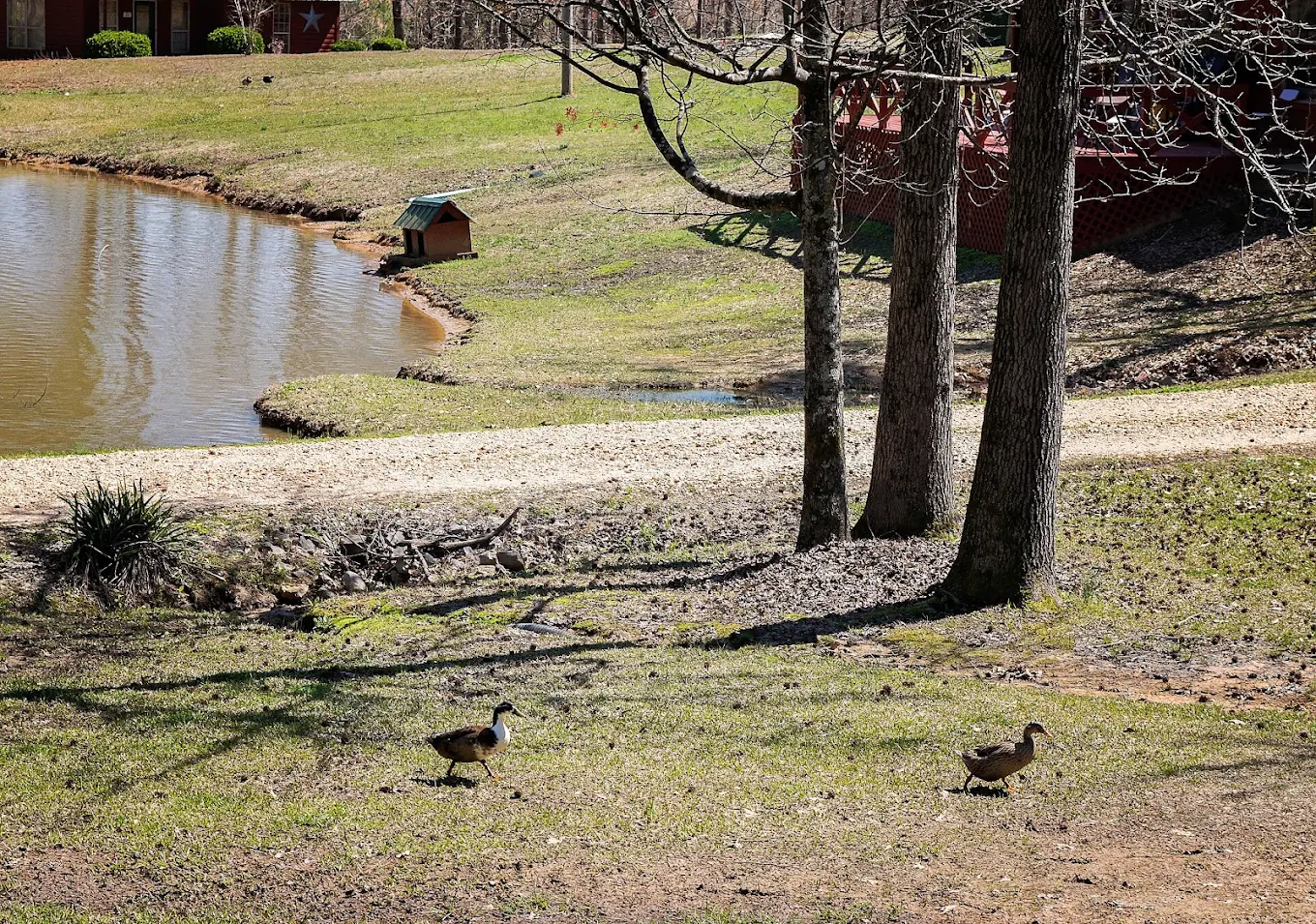 Ducks walking beside a pond on the wooded property