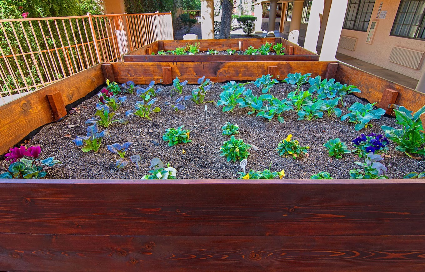 Raised garden beds with fresh vegetables and flowers.
