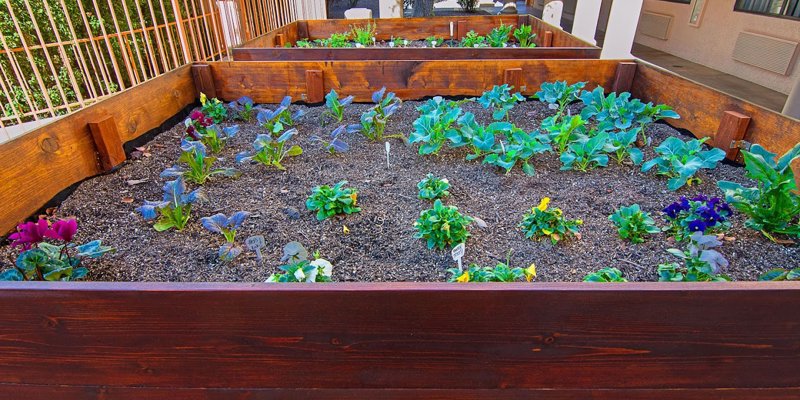 A vibrant garden bed with lush green vegetables and colorful flowers grows in a neatly arranged wooden planter, offering a peaceful outdoor space.