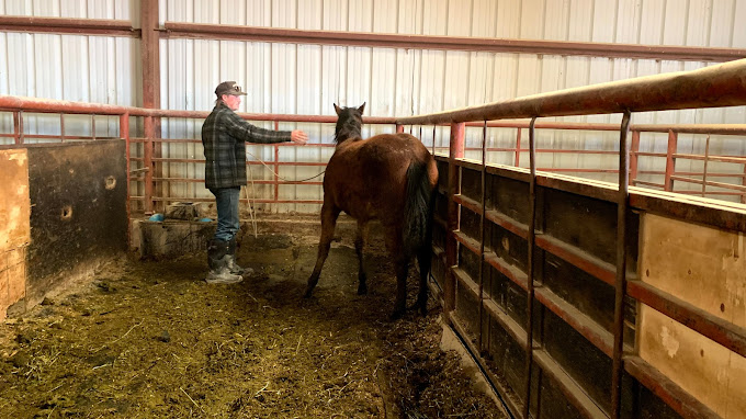 Man guiding a horse inside a barn with wood and metal stalls.