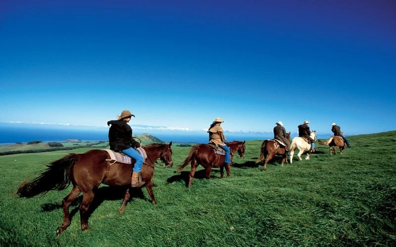 People riding horses on grassy oceanfront hill