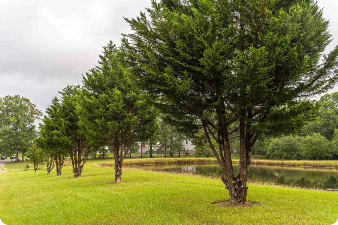 Pond behind trees in green landscape