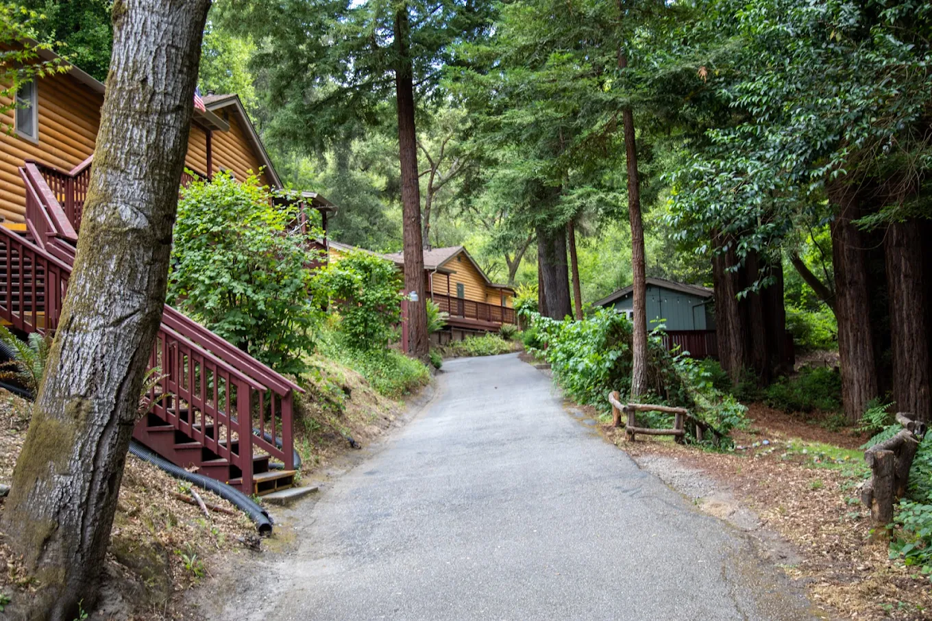 Residential buildings nestled among redwood trees