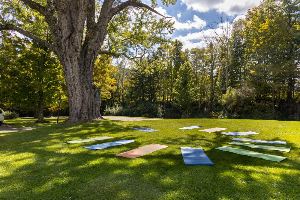 Yoga mats arranged on grassy lawn beneath large tree