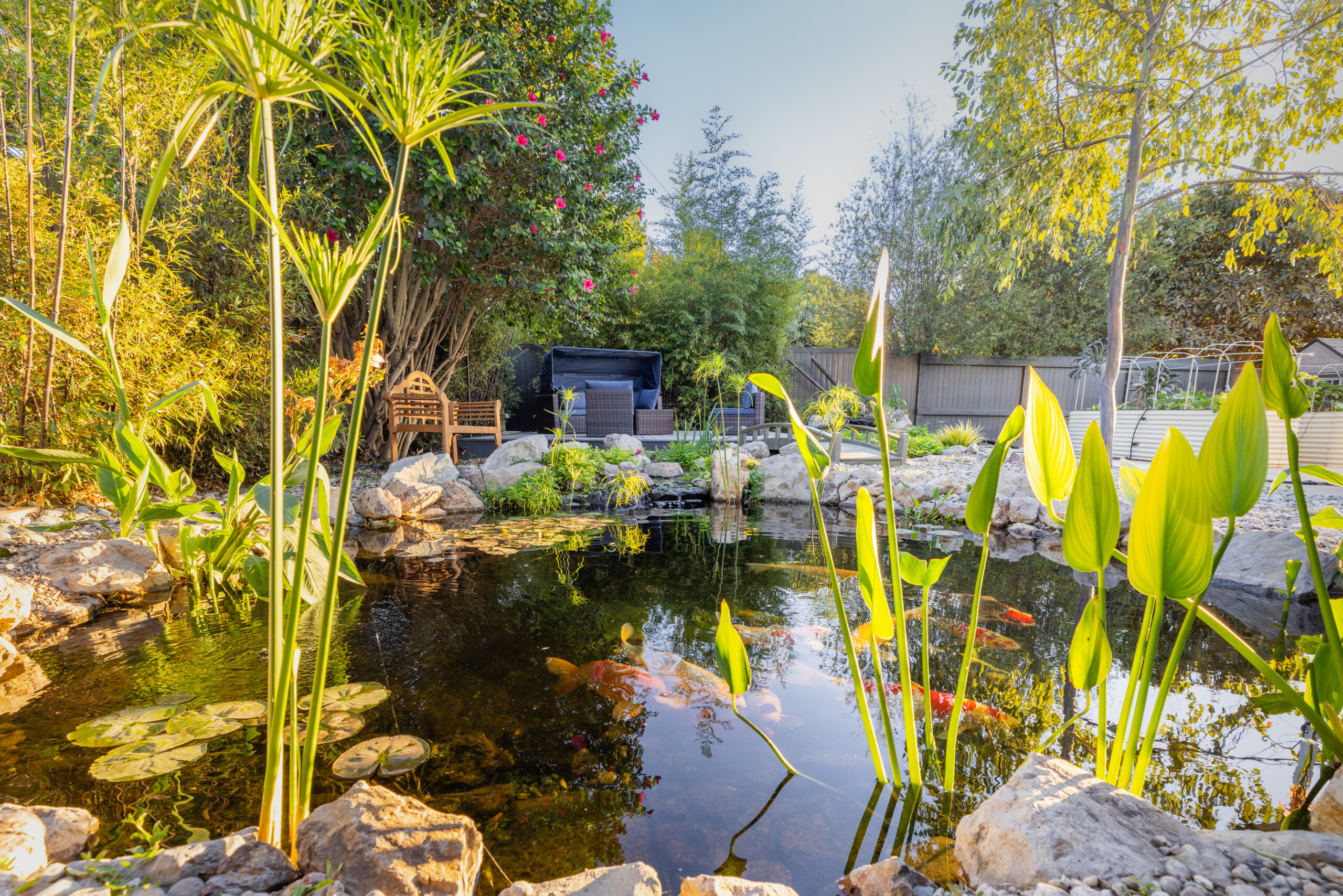 Peaceful koi pond surrounded by plants and rocks
