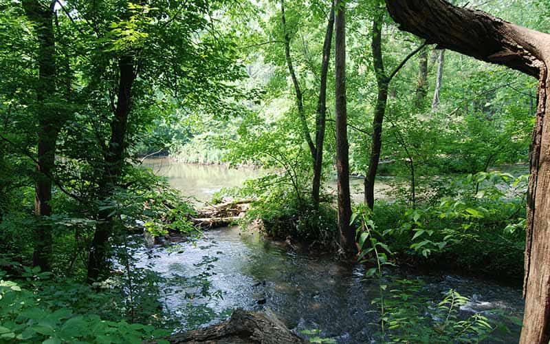 Shaded stream flowing through dense green woodland