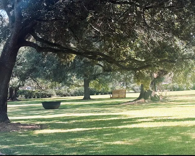Lawn with trees and a wooden bench in the shade