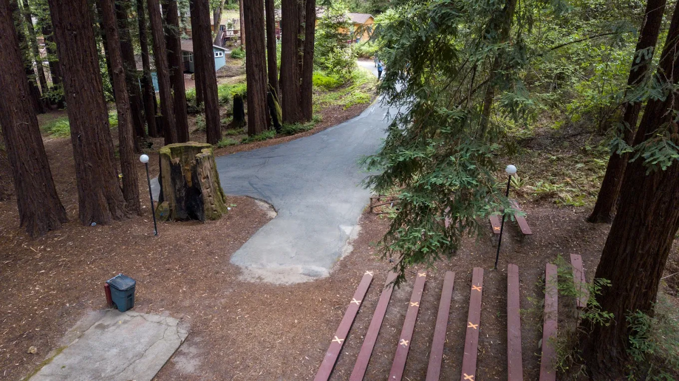 Winding road through redwood trees on campus grounds