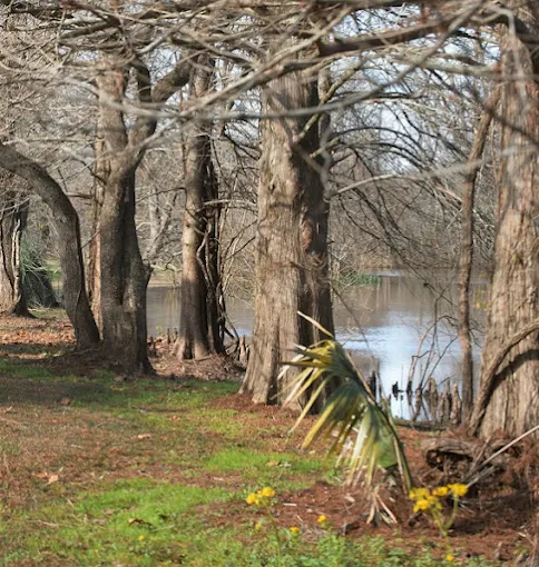 Lake beside leafless trees and grassy path
