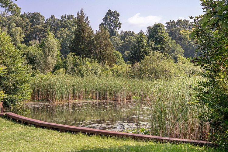 Peaceful pond surrounded by tall grasses and trees
