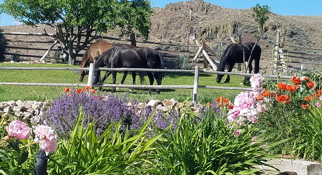 Horses graze peacefully in a fenced pasture, with colorful flowers and rugged hills in the background, capturing the tranquil rural landscape.