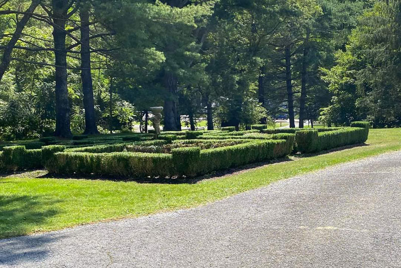 Decorative hedges arranged in a garden on the lawn