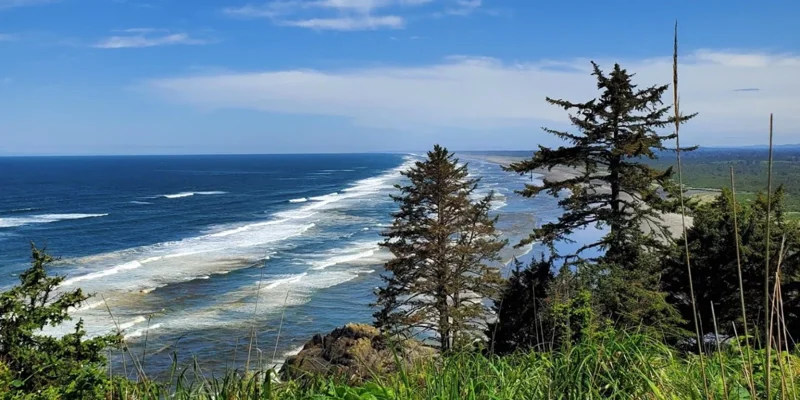 A scenic coastal view with waves rolling along a long, sandy shoreline, framed by evergreen trees and lush greenery under a bright sky.