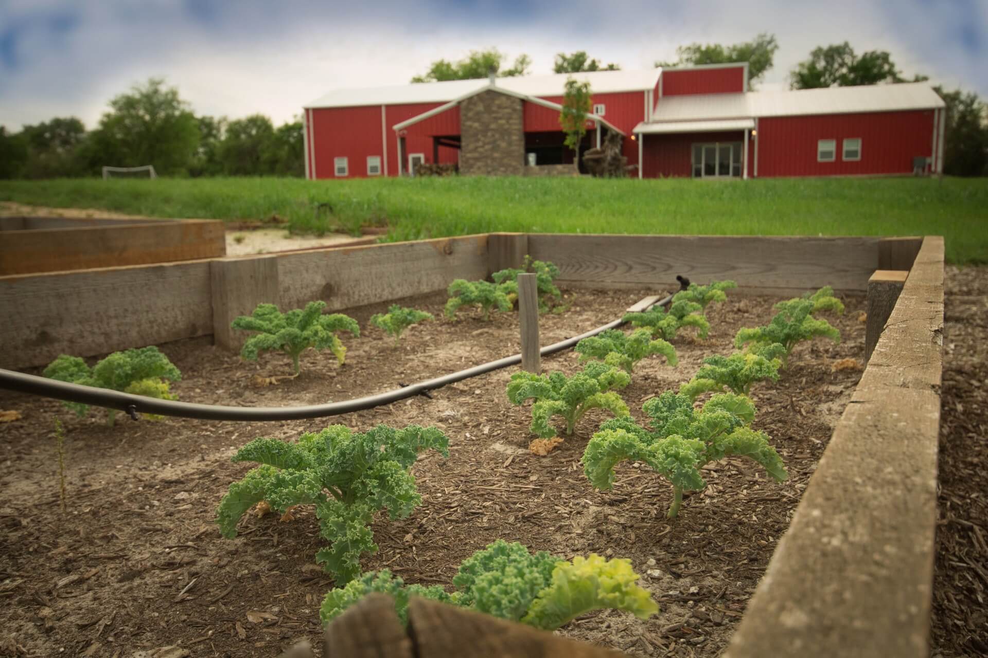 Raised garden beds with growing kale plants