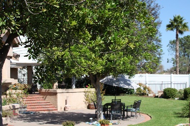 Shaded patio in garden with chairs and umbrella