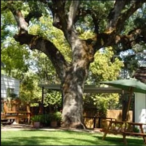 Associated Rehab Program For Women Inc Alpha Oaks Carmichael 1