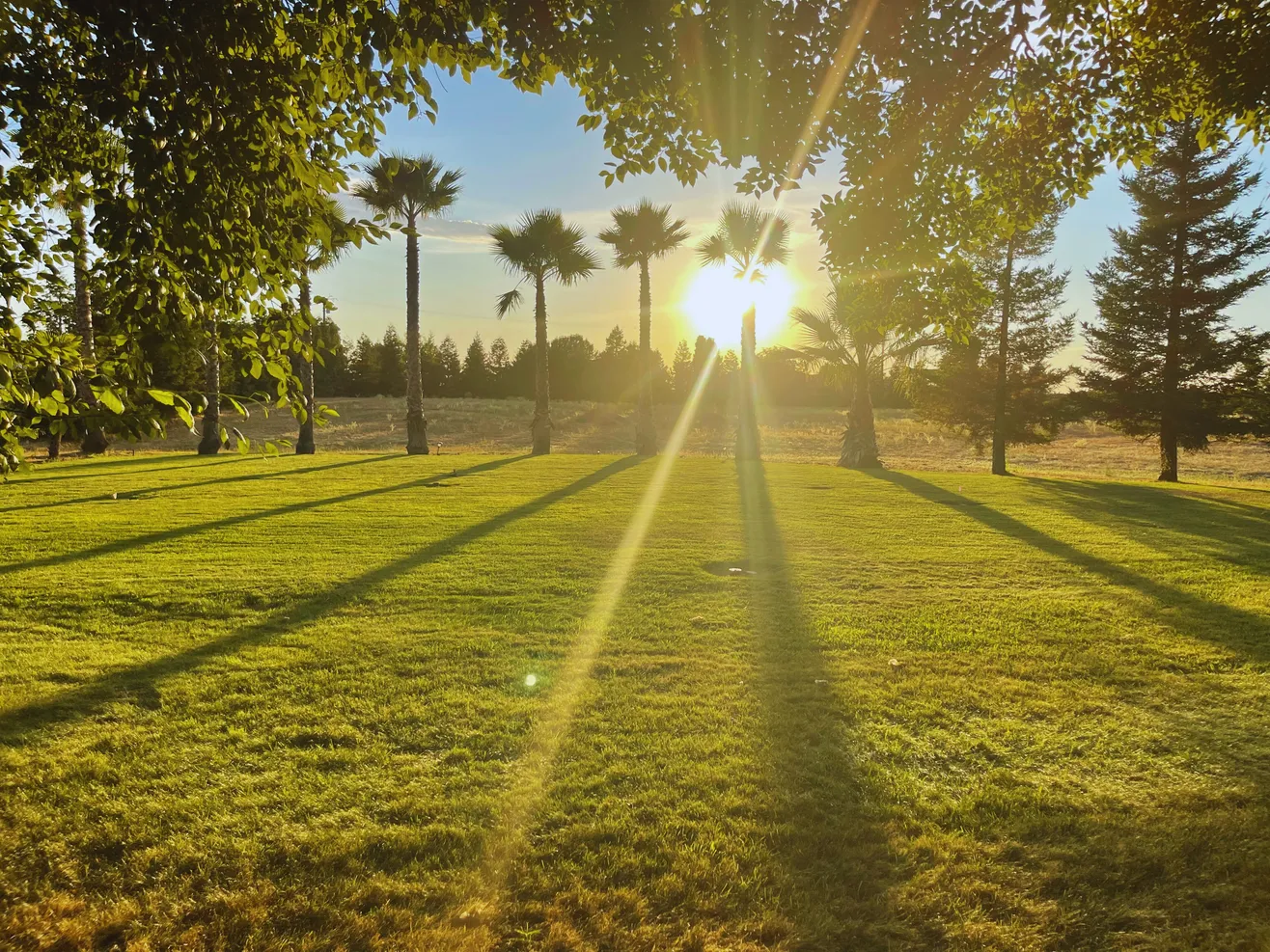 Sun shining through trees across grassy field