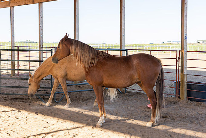 Raleigh House Of Hope The Ranch In Watkins Watkins 10