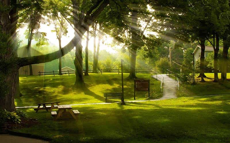 Sunlight filters through trees over paths and picnic tables