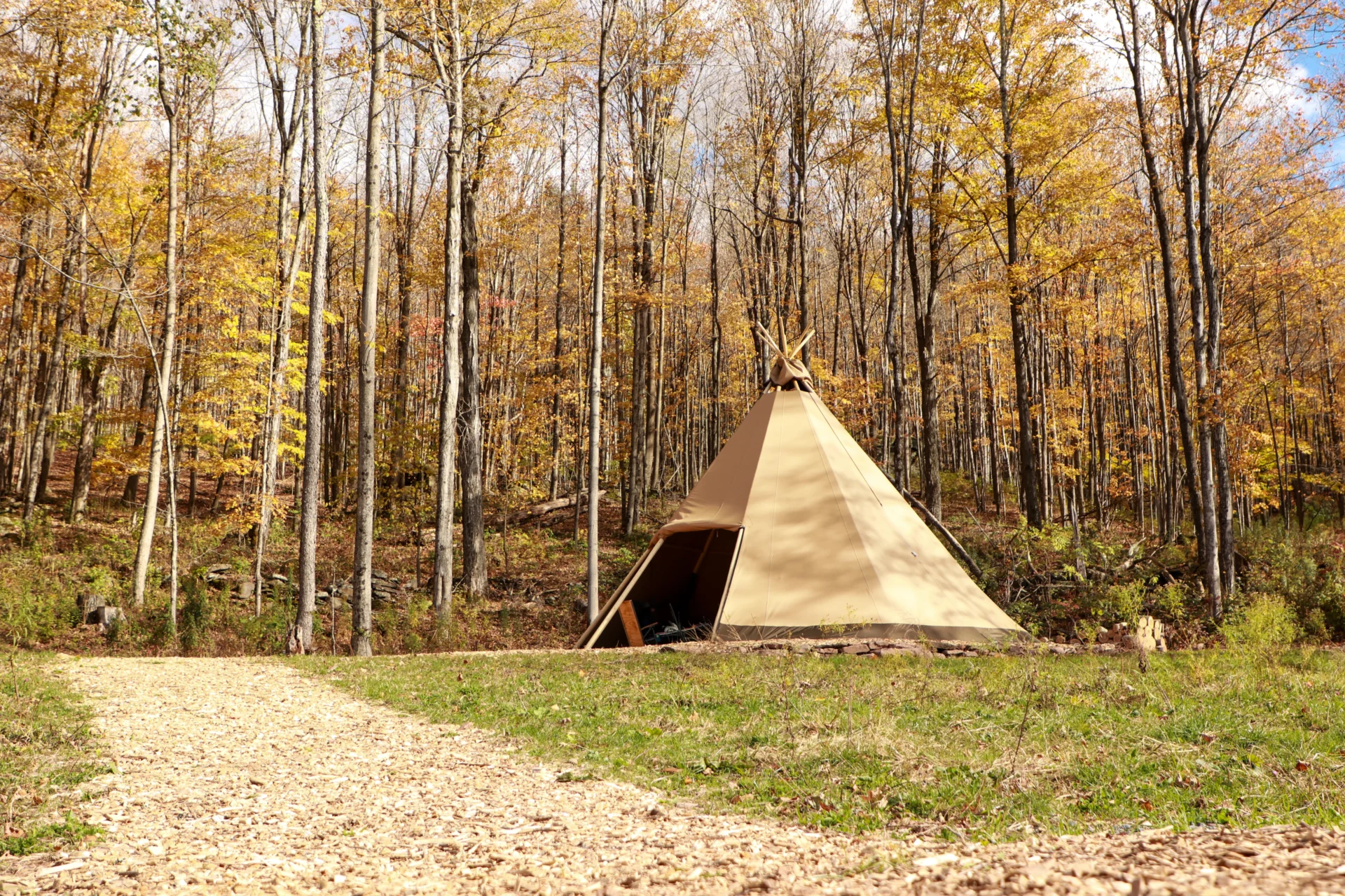 Yurt in scenic forest