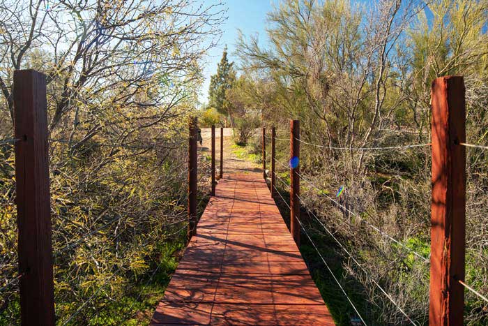 Wooden bridge surrounded by desert shrubs and trees