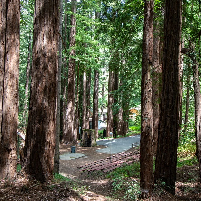 Forest trail with tall trees and cabins in background