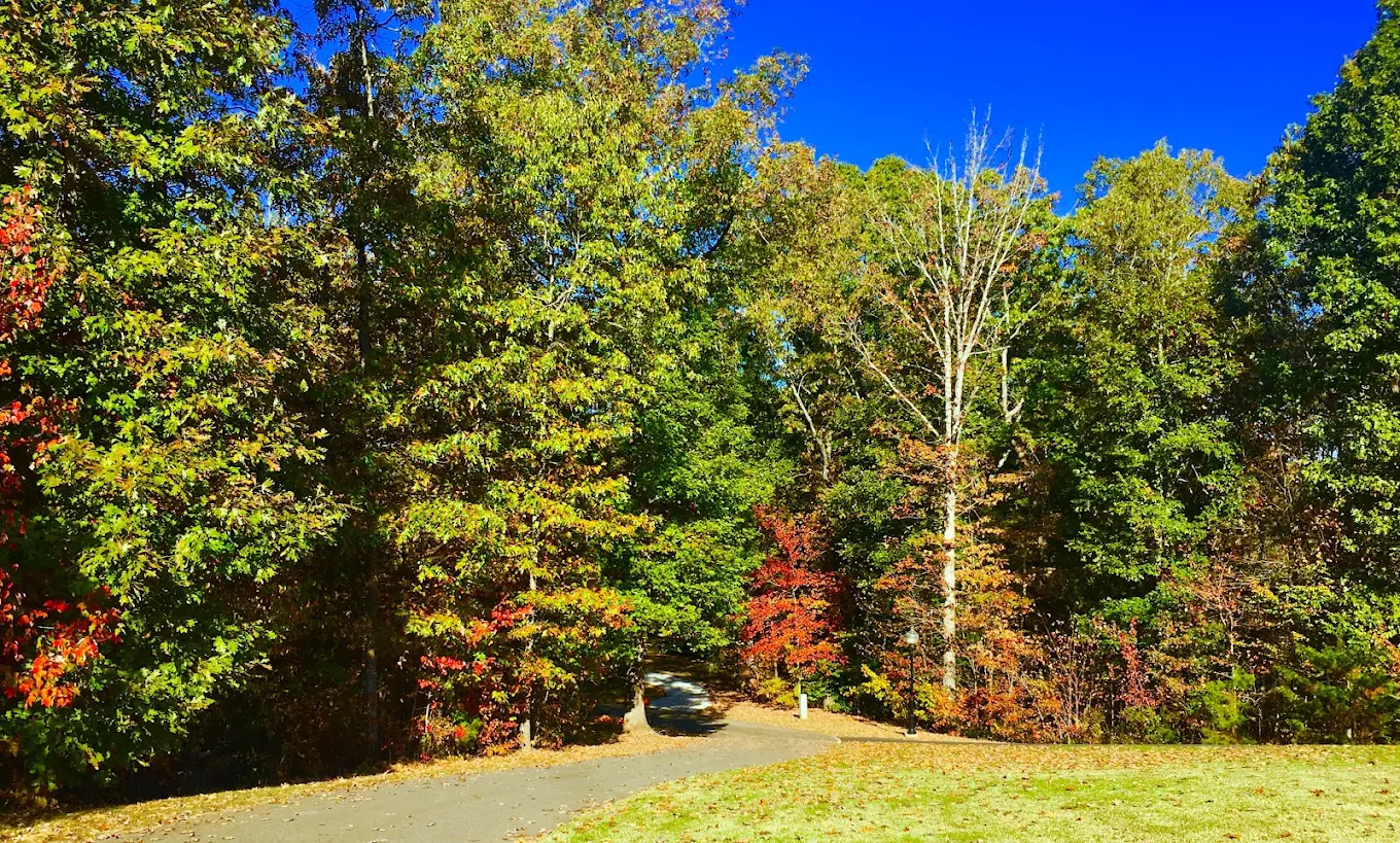 Tree-lined driveway through wooded campus grounds