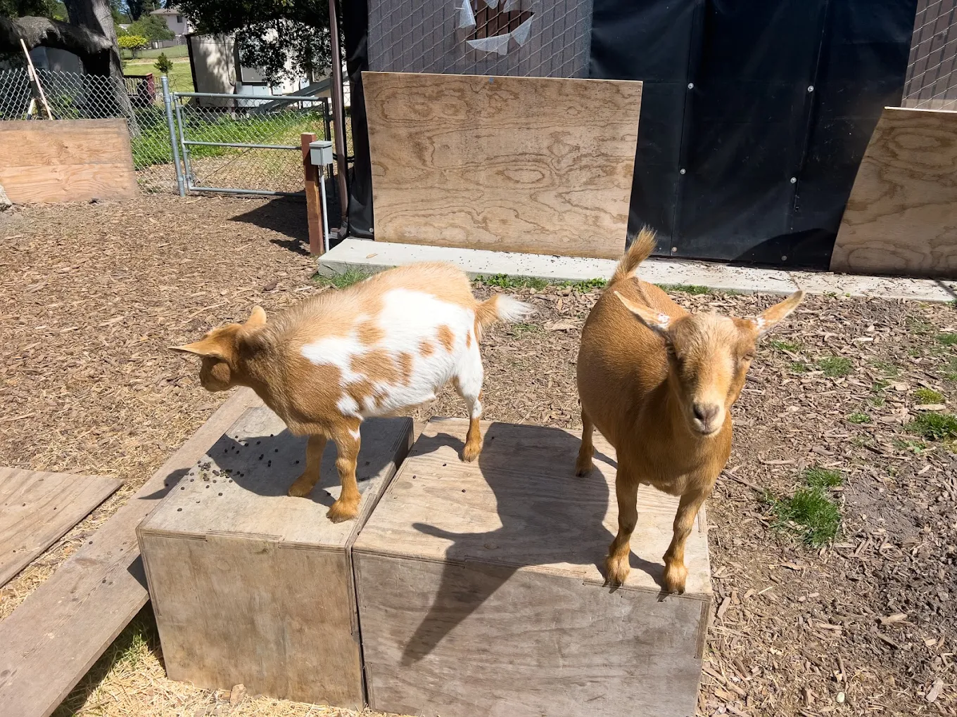 Two goats standing in an outdoor animal therapy area