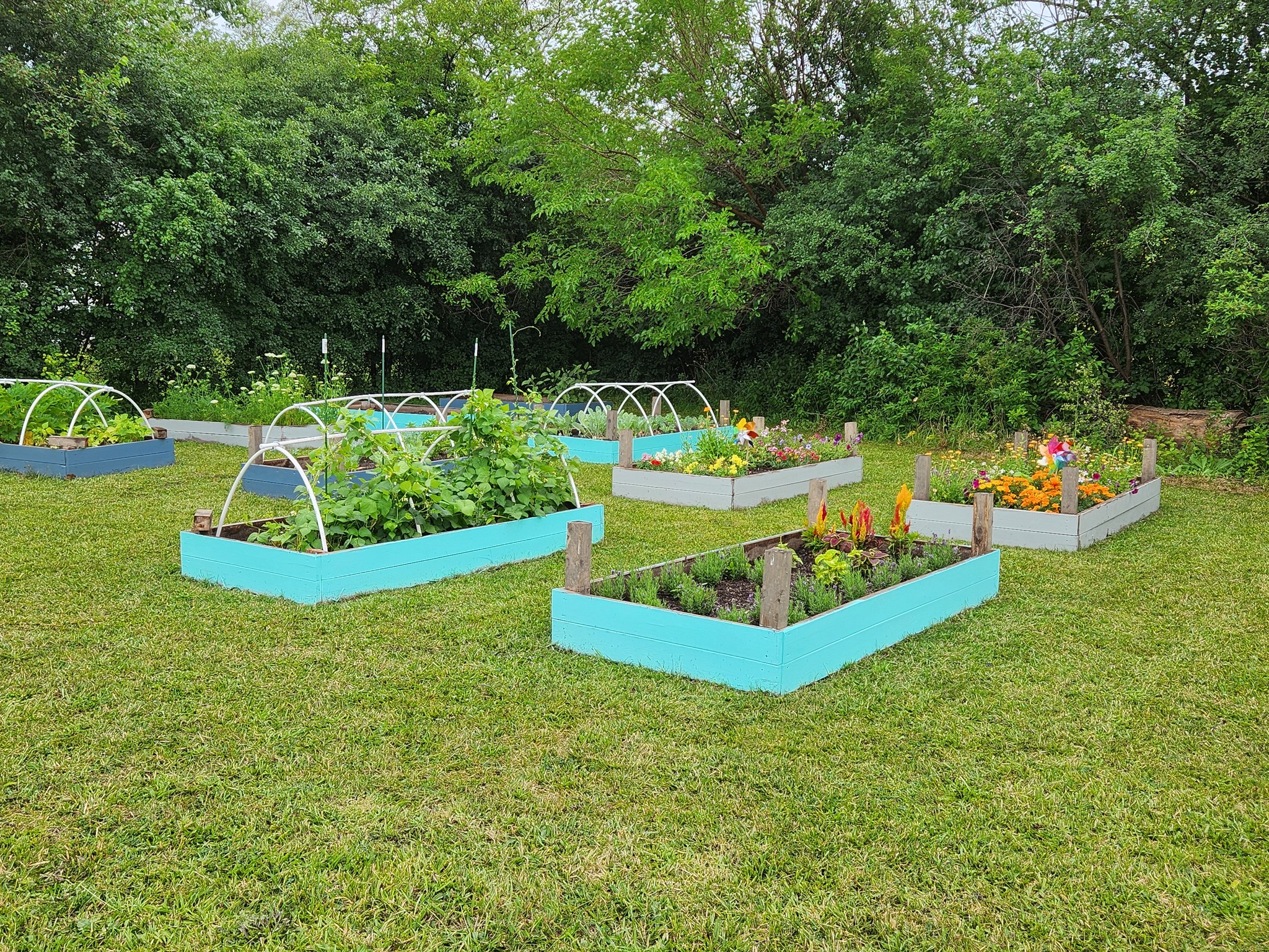Raised garden beds filled with plants and flowers