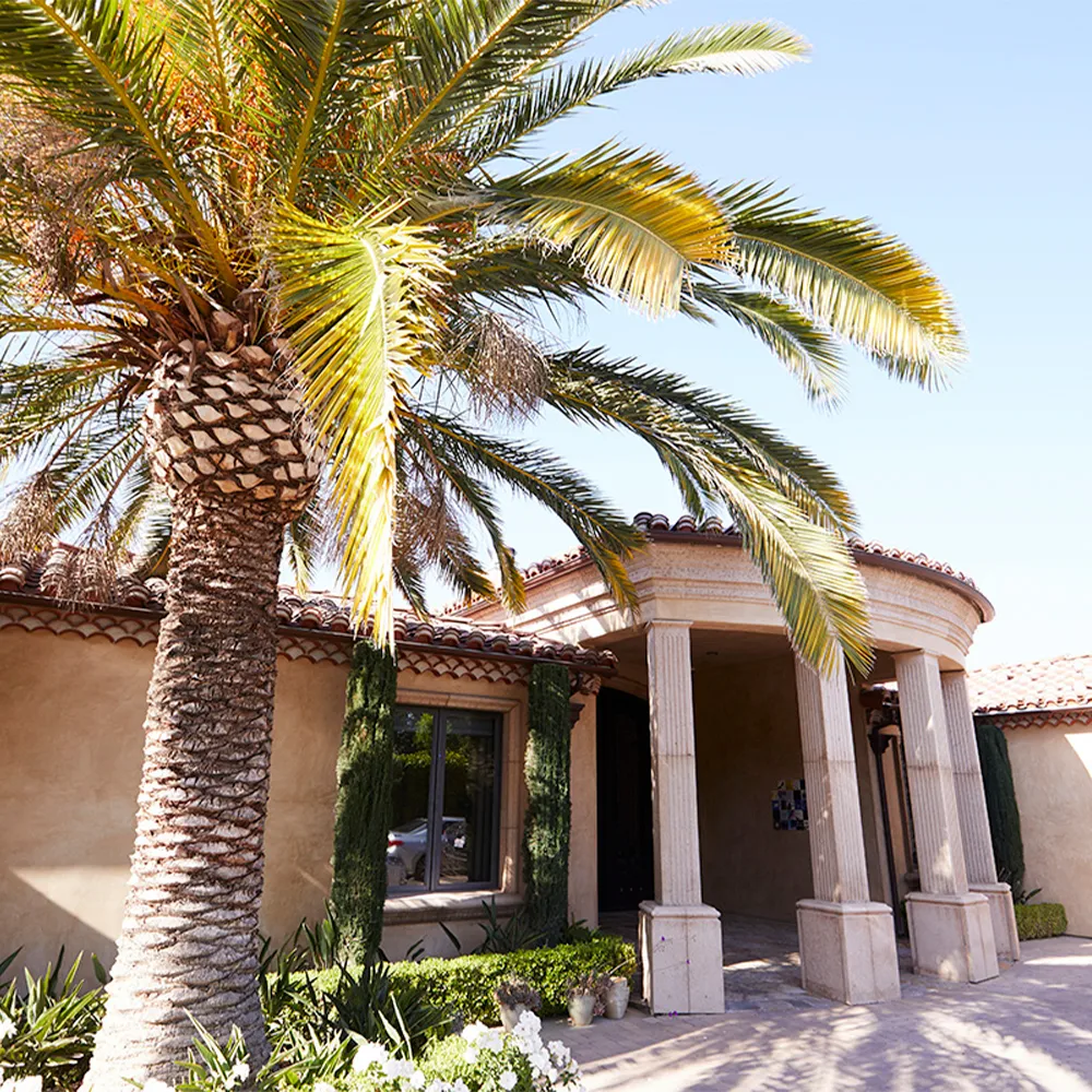 Palm tree outside Spanish-style rehab facility